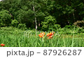 Tiger lily blooming in the summer marsh 87926287