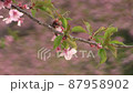 Kawazu cherry tree 87958902
