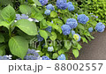 紫陽花の遊歩道 紫陽花の遊歩道 88002557