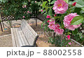 薔薇とベンチ 薔薇とベンチ 88002558