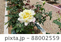 大輪の薔薇 大輪の薔薇 88002559