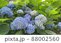 風に揺れる紫陽花 風に揺れる紫陽花 88002560