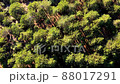 Overhead view of Coniferous forest in Troodos mountains, Cyprus 88017291