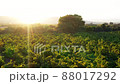 Vineyard in Avdimou and a tree at sunset. Limassol District, Cyprus 88017292