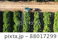 Tractor sprays insecticide in orange orchard field 88017299