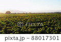 Vineyard in Avdimou and a tree at sunset. Limassol District, Cyprus 88017301