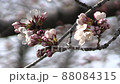 Cherry blossom bud Shimai Yoshino 88084315