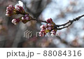 Cherry bud Somei Yoshino 88084316