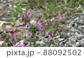 Spring weeds red flowers 88092502