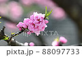 The best time to see the flowers of Hanamomo in full bloom in spring 88097733