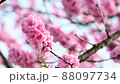 The best time to see the flowers of Hanamomo in full bloom in spring 88097734
