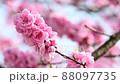 The best time to see the flowers of Hanamomo in full bloom in spring 88097735