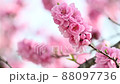 The best time to see the flowers of Hanamomo in full bloom in spring 88097736