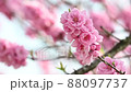 The best time to see the flowers of Hanamomo in full bloom in spring 88097737