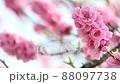 The best time to see the flowers of Hanamomo in full bloom in spring 88097738