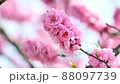 The best time to see the flowers of Hanamomo in full bloom in spring 88097739