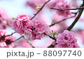 The best time to see the flowers of Hanamomo in full bloom in spring 88097740