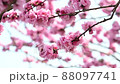 The best time to see the flowers of Hanamomo in full bloom in spring 88097741