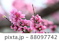 The best time to see the flowers of Hanamomo in full bloom in spring 88097742
