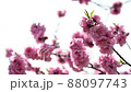 The best time to see the flowers of Hanamomo in full bloom in spring 88097743