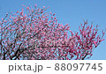 The best time to see the flowers of Hanamomo in full bloom in spring 88097745