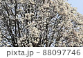 The best time to see the flowers of Hanamomo in full bloom in spring 88097746