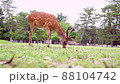 Deer Grazing On Grass In Nara Park Famous Place in Kansai, Japan 88104742