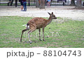 Deer Peeing On Grass In Nara Park Famous Place in Kansai, Japan 88104743