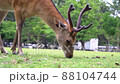 Closeup Deer Grazing On Grass In Nara Park Famous Place in Kansai, Japan 88104744