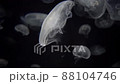 Closeup Moon Jellyfish Footage with glowing medusa moving around in darkened deep water tank 88104746