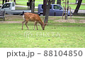 Deer Grazing On Grass In Nara Park Famous Place in Kansai, Japan 88104850