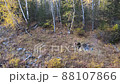two men are resting by the fire on the bank of a fast mountain river, autumn 88107866