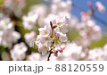 石清水八幡宮　境内の桜 88120559