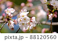 石清水八幡宮　境内の桜 88120560