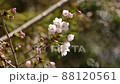 石清水八幡宮　境内の桜 88120561