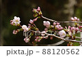 石清水八幡宮　境内の桜 88120562