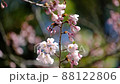 石清水八幡宮　境内の桜 88122806