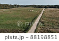 Aerial panorama of pasture fields with grazing cows 88198851