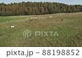 Aerial panorama of pasture fields with grazing cows 88198852