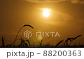 Silhouettes of a wheat ears on the sunset background 88200363