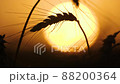Close-up of wheat ears on the sunset background 88200364