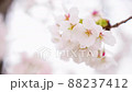 月島の隅田沿いの桜 88237412