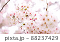 月島の隅田沿いの桜 88237429