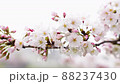 月島の隅田沿いの桜 88237430