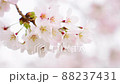 月島の隅田沿いの桜 88237431