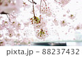 月島の隅田沿いの桜 88237432