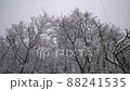 雪の中の森の木ローアングル 88241535