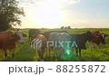 Curious cows in a meadow 88255872