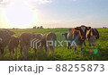 Curious cows in a meadow 88255873