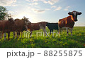 Curious cows in a meadow 88255875